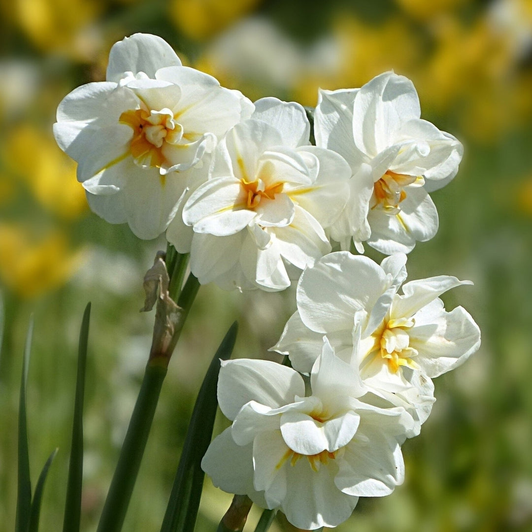 White Lion Daffodil - White and Yellow Narcissus Flowers - 5, 10 or 20 Bulbs - Spring Garden Perennial - Attracts Image 5