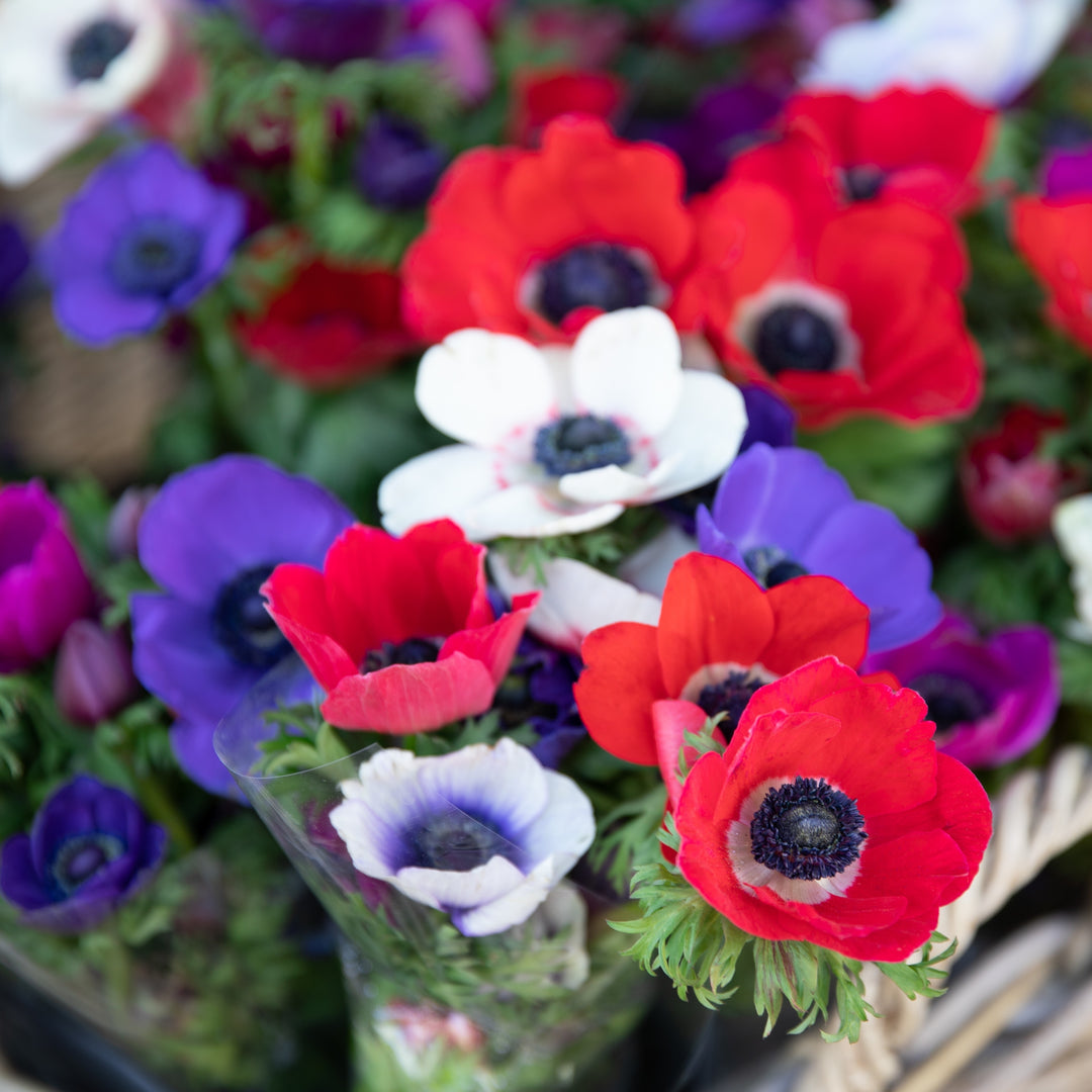 Colorful Anemone Poppy - Blue, Pink, White, Purple Flowers - 15 Bulbs - Spring Garden Perennial - Attracts Butterflies, Image 5