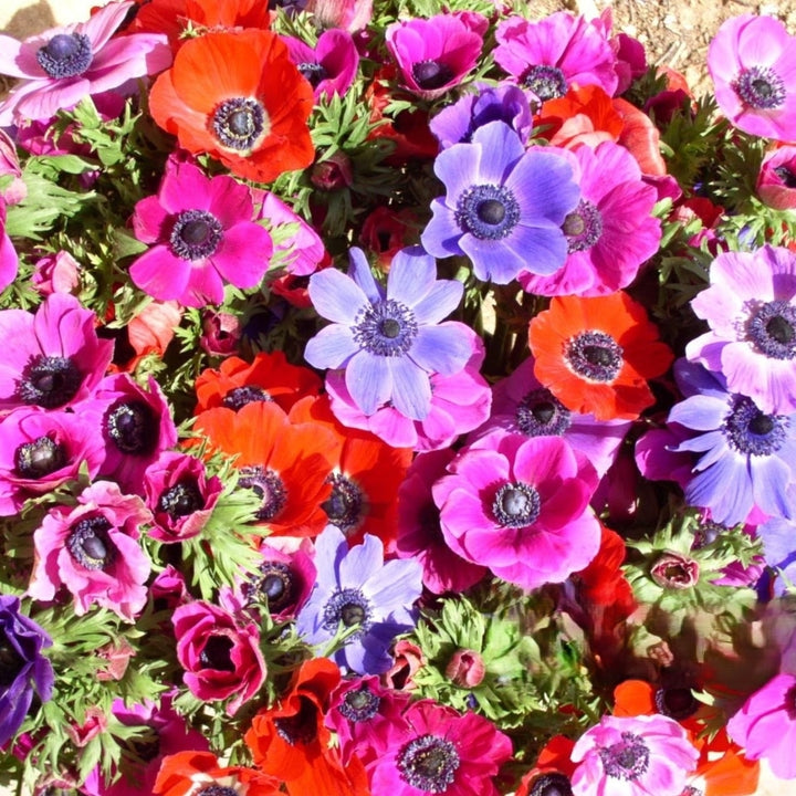 Colorful Anemone Poppy - Blue, Pink, White, Purple Flowers - 15 Bulbs - Spring Garden Perennial - Attracts Butterflies, Image 3