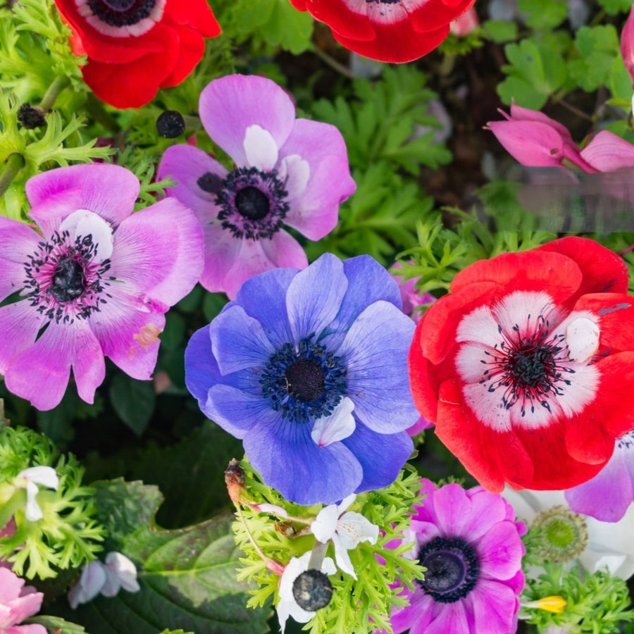 Colorful Anemone Poppy - Blue, Pink, White, Purple Flowers - 15 Bulbs - Spring Garden Perennial - Attracts Butterflies, Image 1