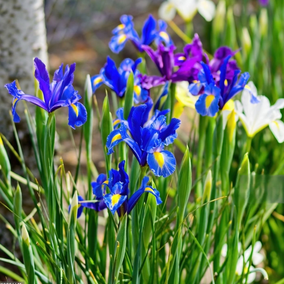 Colorful Mixed Dutch Iris - Blue, Yellow, Purple, White Flowers - 30 or 60 Bulbs - Spring Garden Perennial - Attracts Image 3